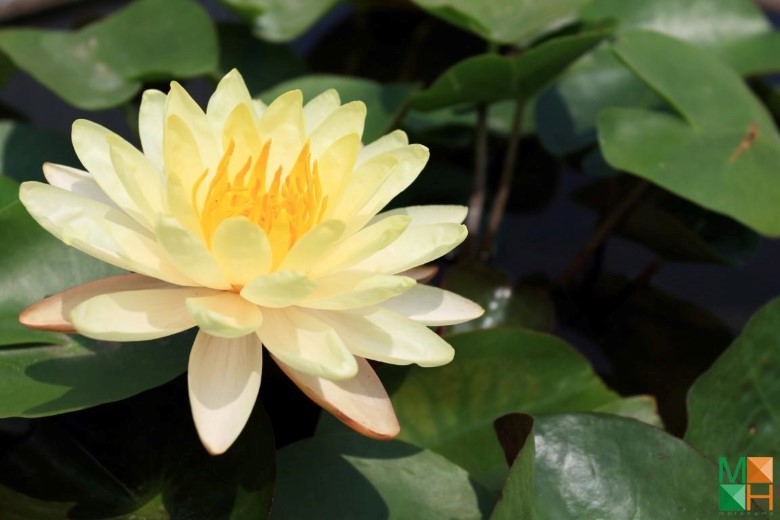 Tranh dán tường hoa súng tại Yên Phụ, Tây Hồ, Hà Nội FW - 274